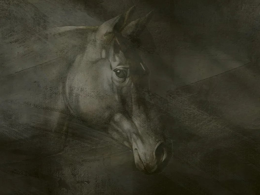 Friesian Charm, VLAdiLA